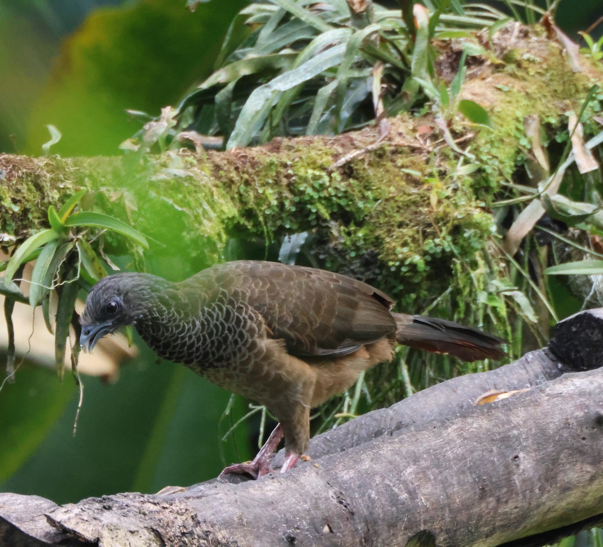 Chachalaca Colombiana - ML601032381