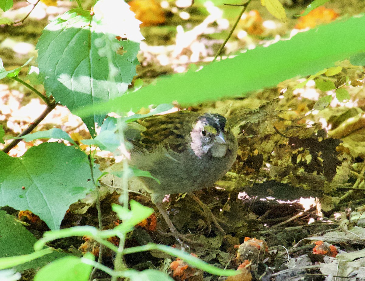 White-throated Sparrow - ML601032411