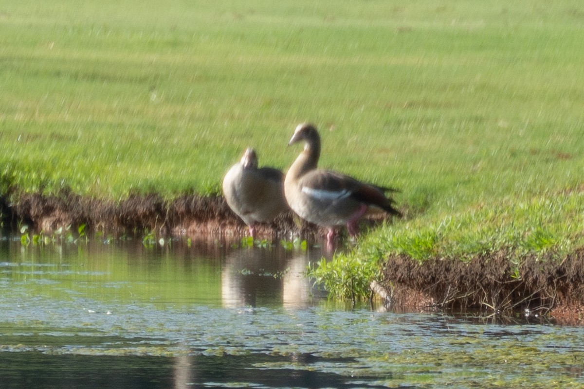 Egyptian Goose - ML601033011