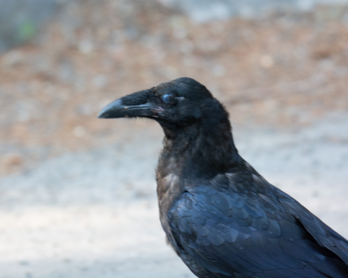 Common Raven - Maureen  Ellis