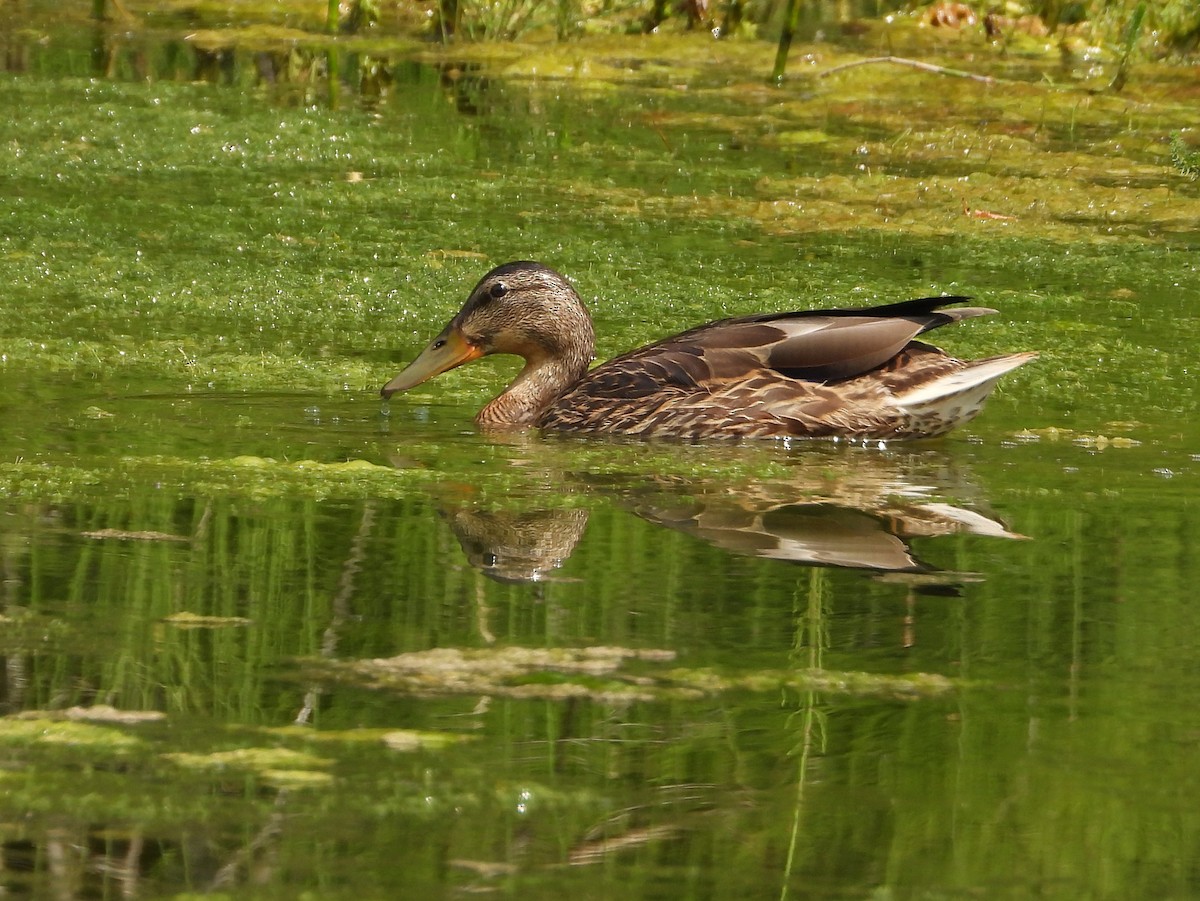 Canard colvert - ML601034321