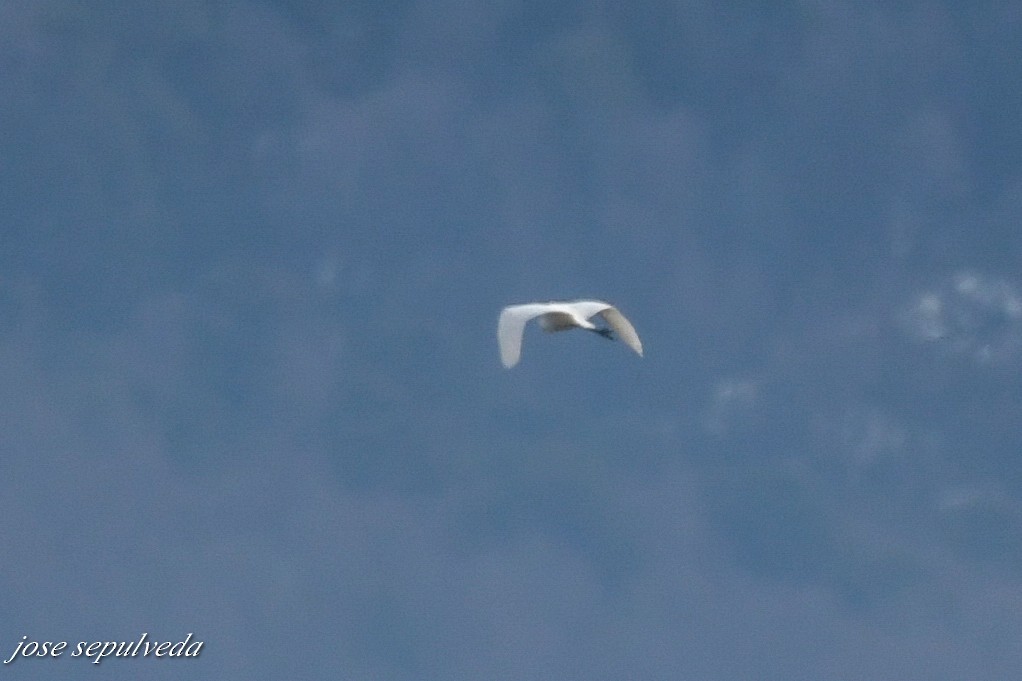 Great Egret - ML601035441