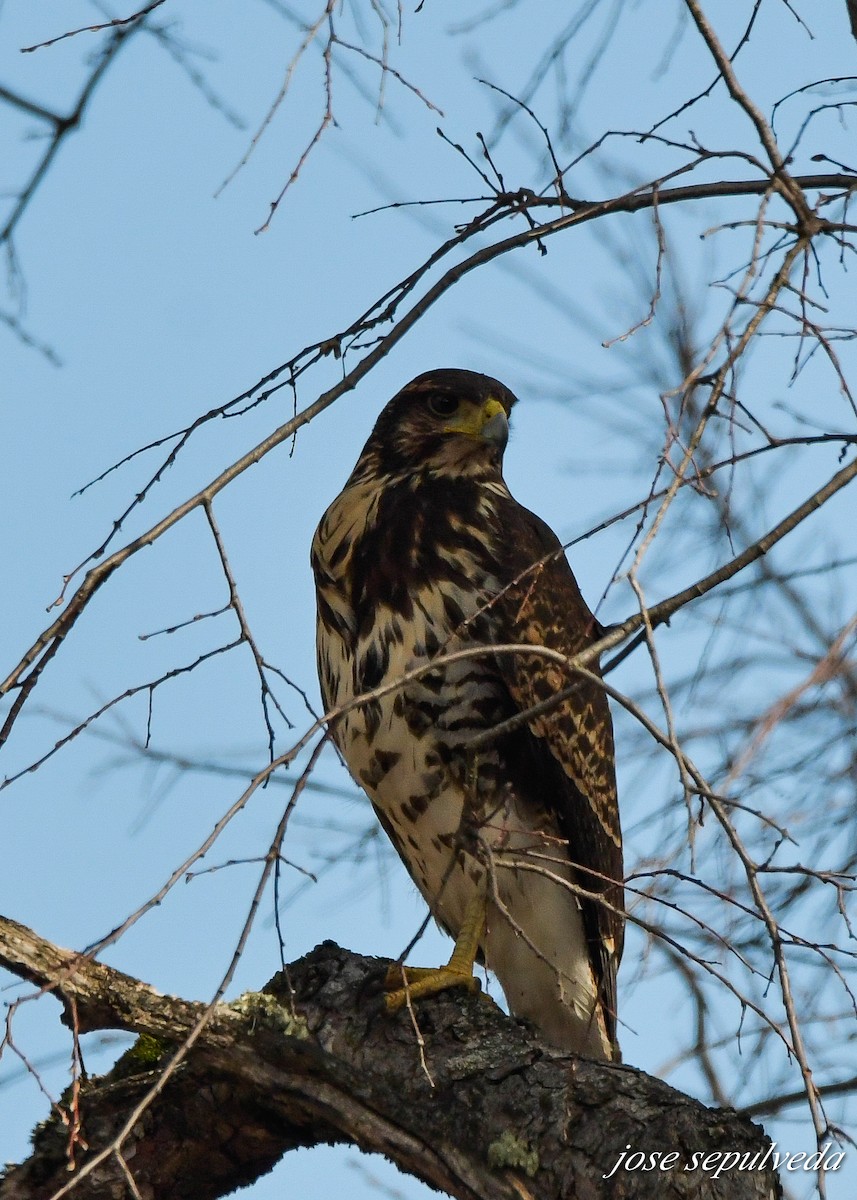 Harris's Hawk - ML601035691