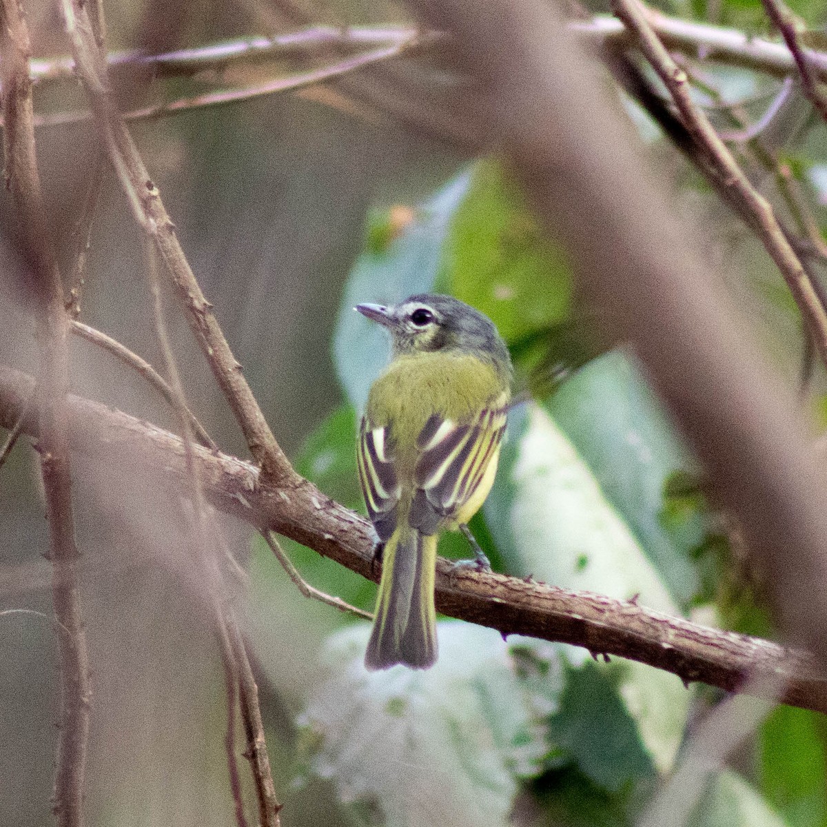 Yellow-olive Flatbill - ML601036091