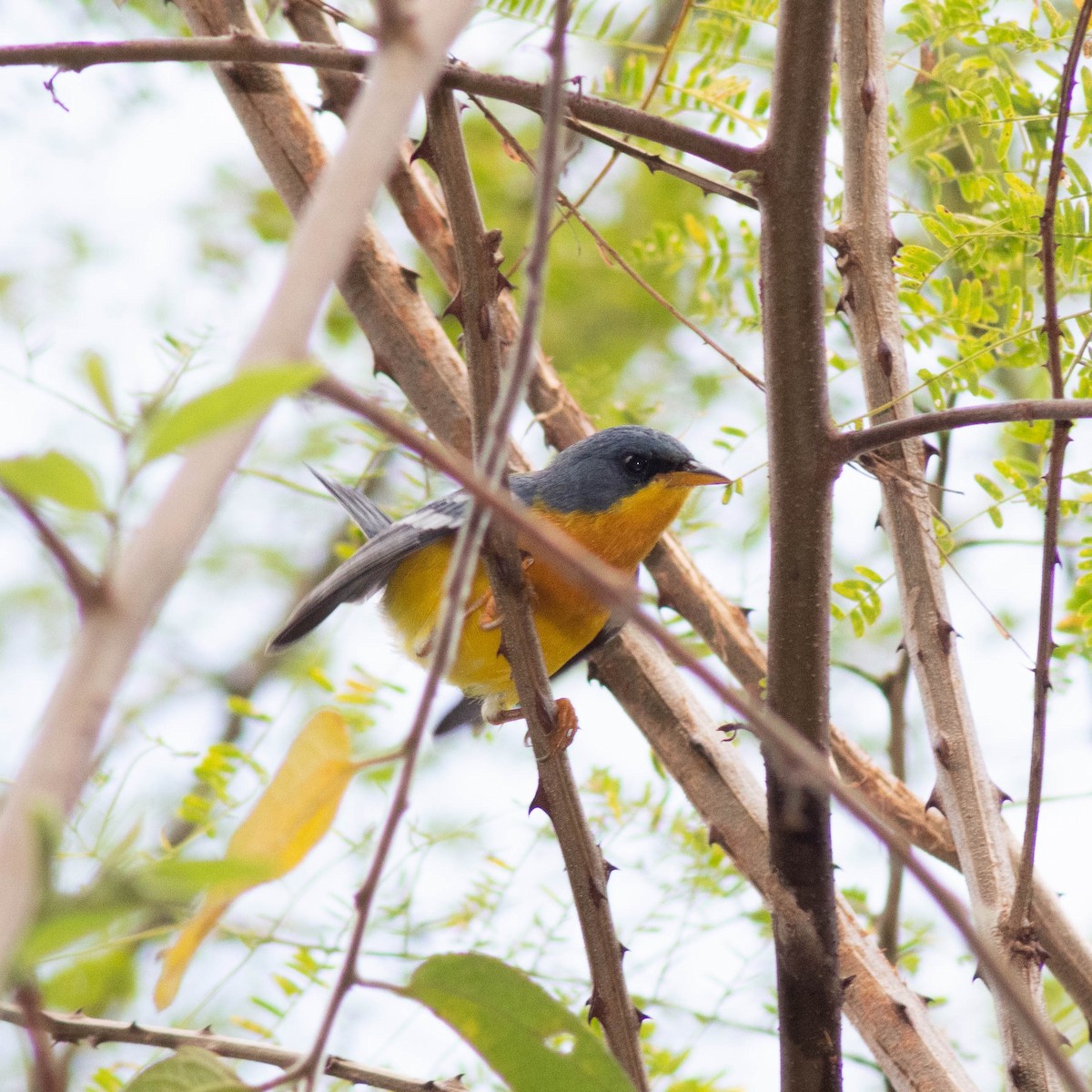 Tropical Parula - ML601036211