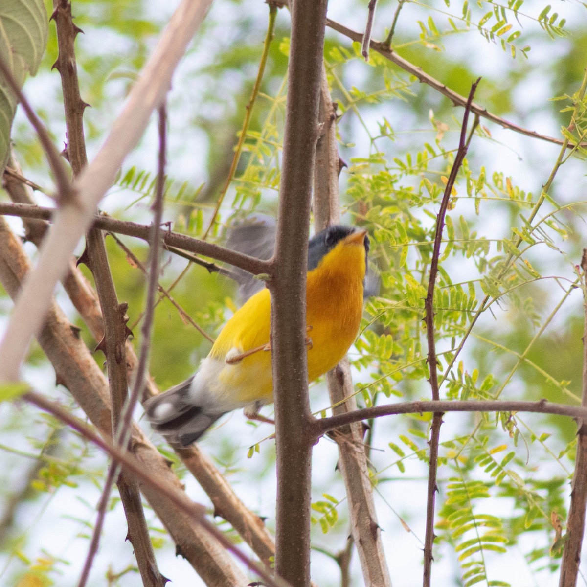 Tropical Parula - ML601036221