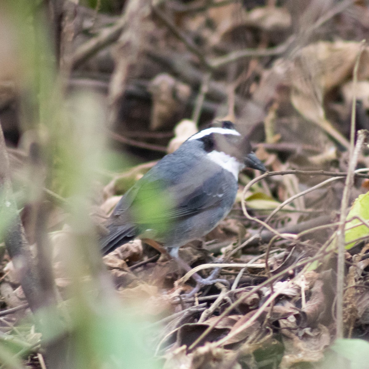 Black-capped Sparrow - ML601036261