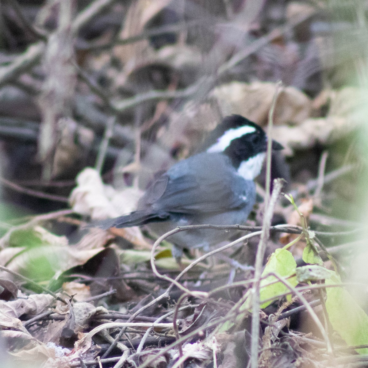 Black-capped Sparrow - ML601036271