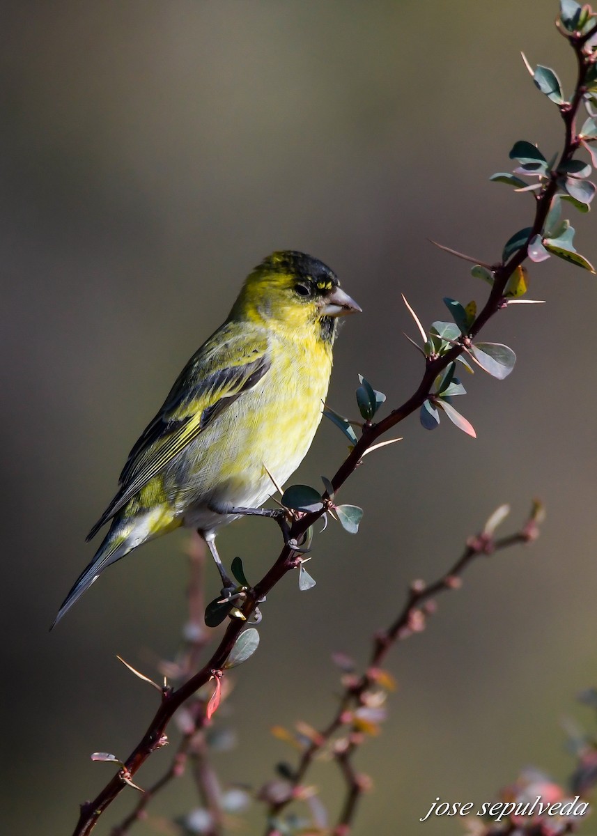 Black-chinned Siskin - ML601036331