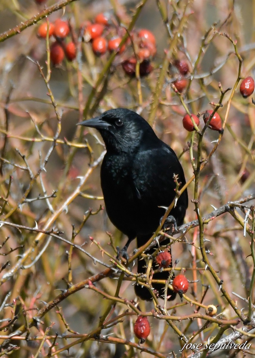 Austral Blackbird - José Sepúlveda