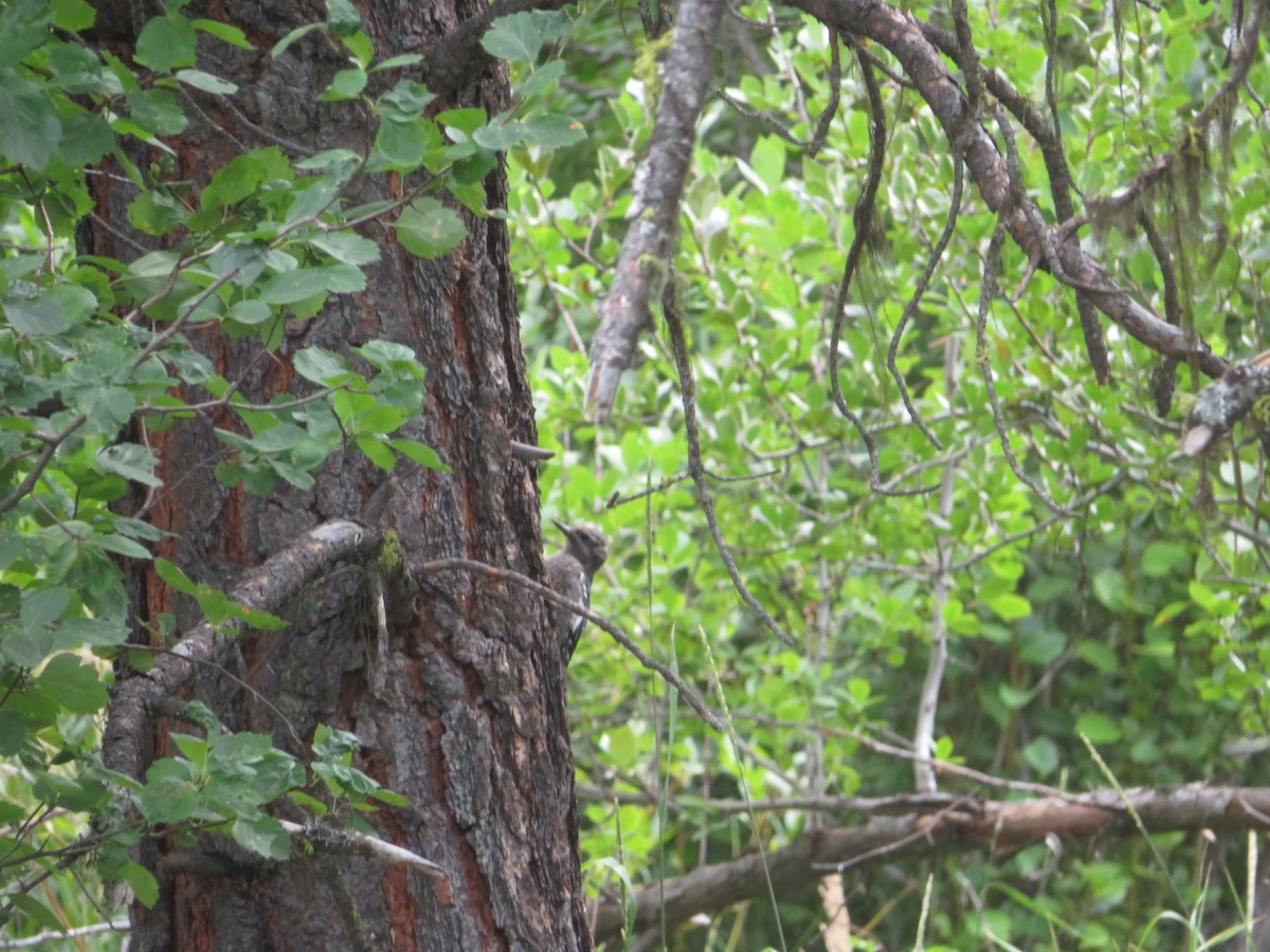 Red-naped Sapsucker - Mark Gerber