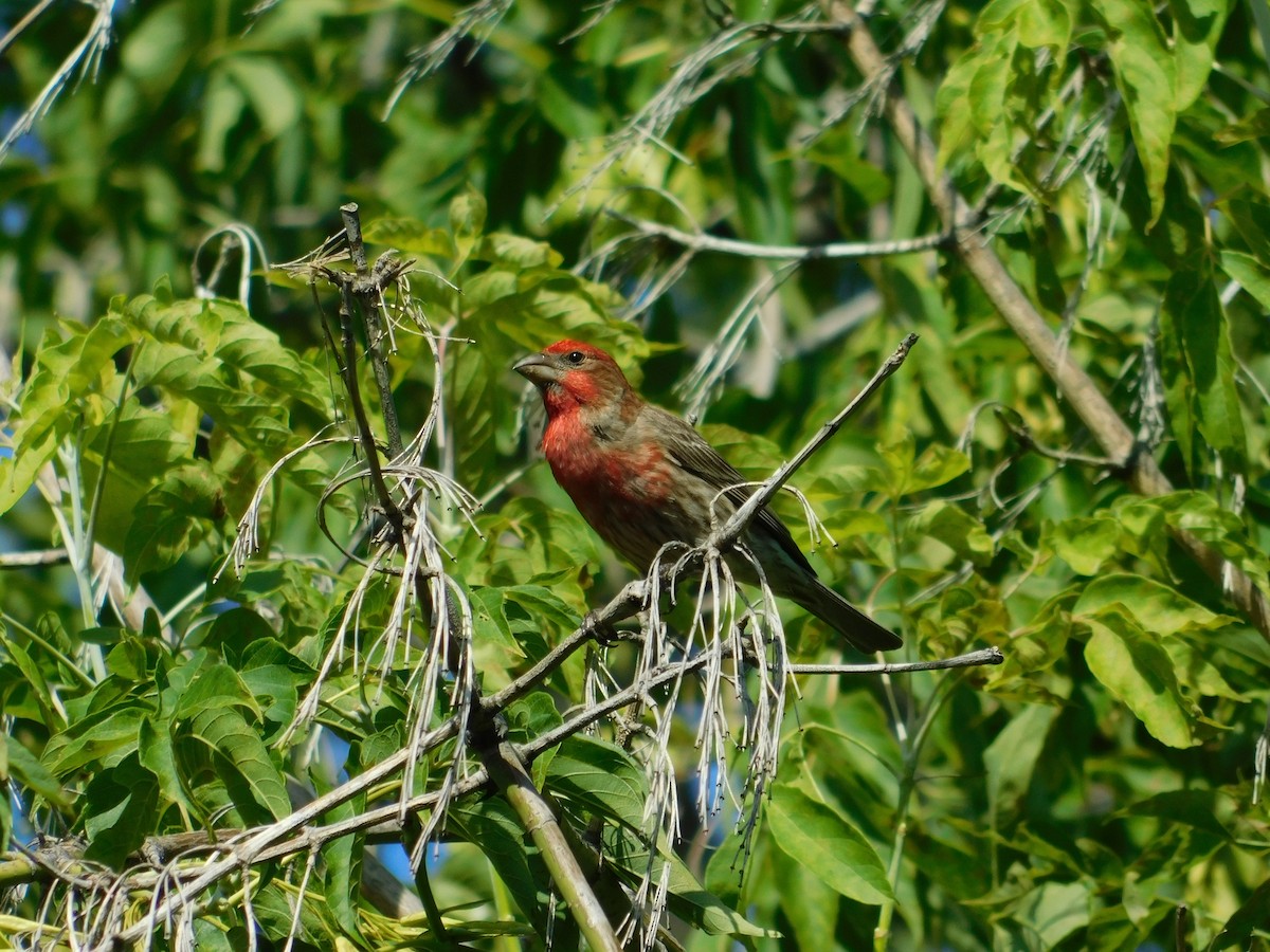 House Finch - ML601037541