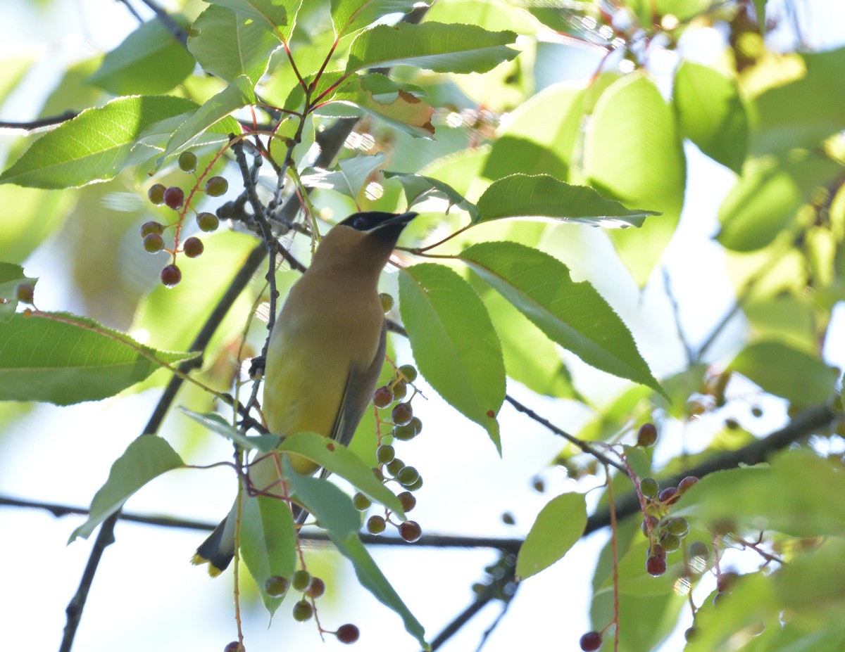 Cedar Waxwing - ML601038511