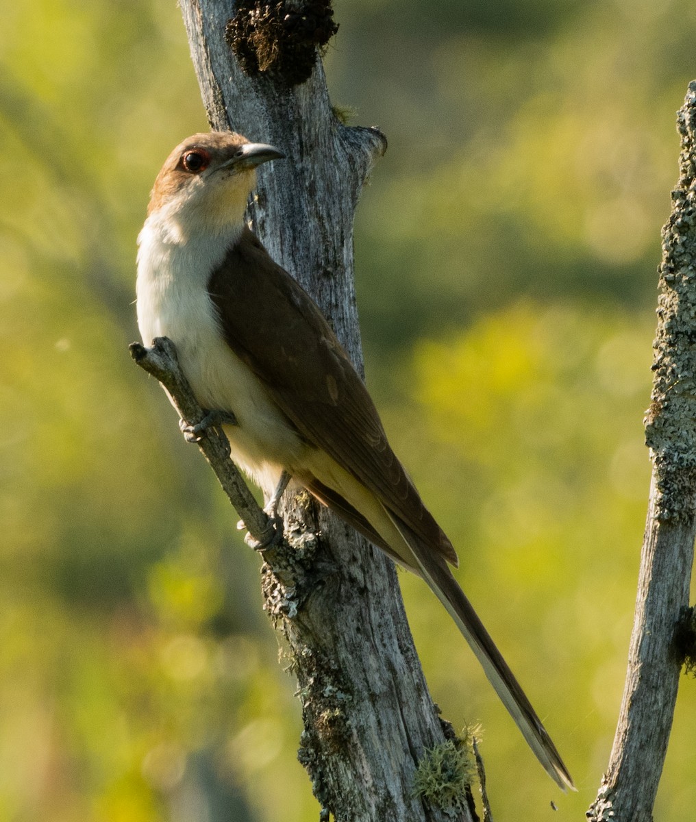 Black-billed Cuckoo - ML601039581
