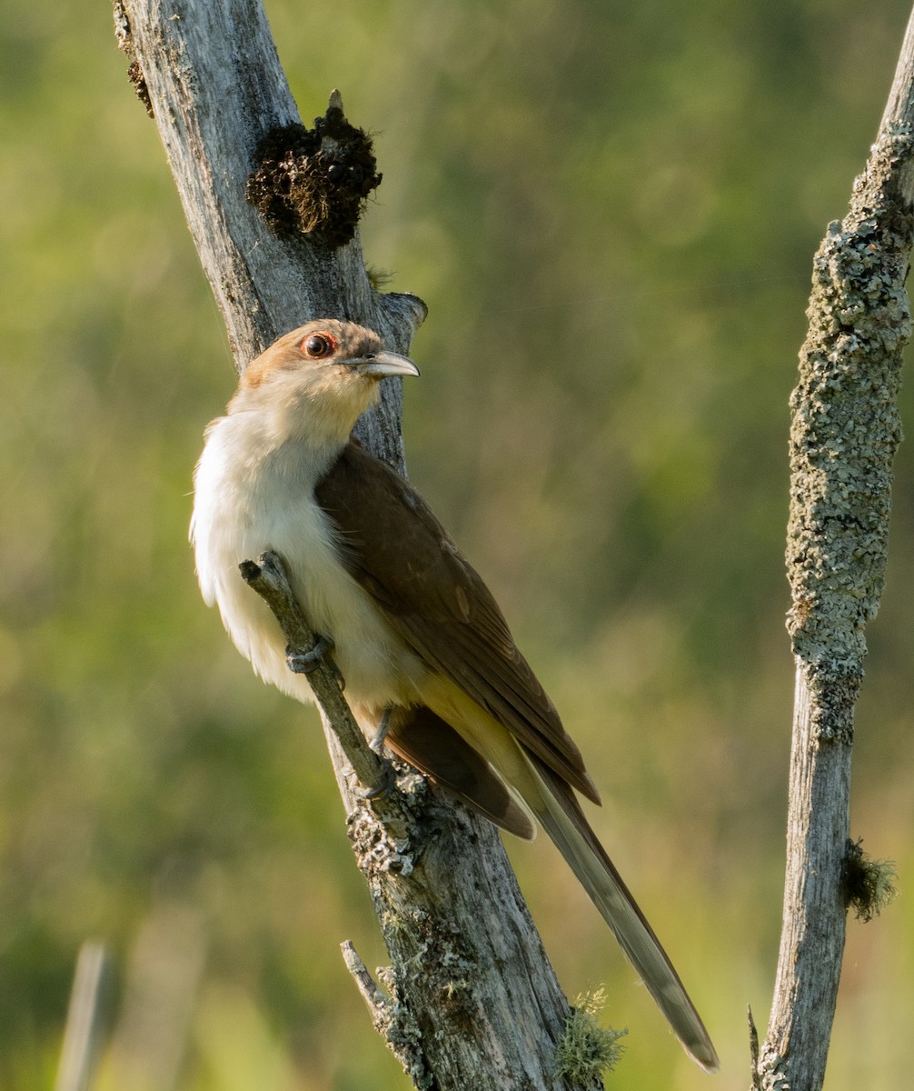 Black-billed Cuckoo - ML601039591