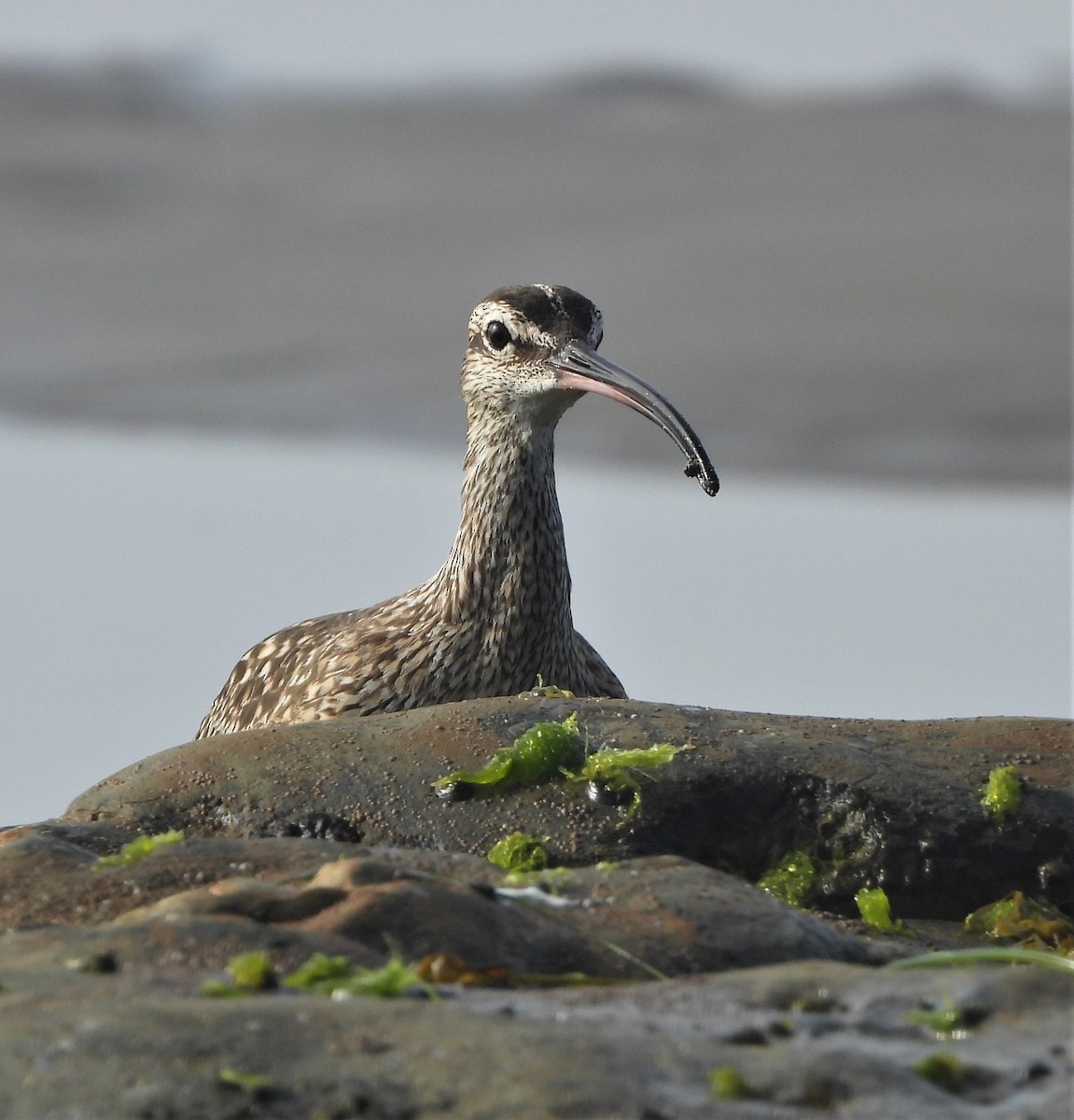 Whimbrel - ML601040231