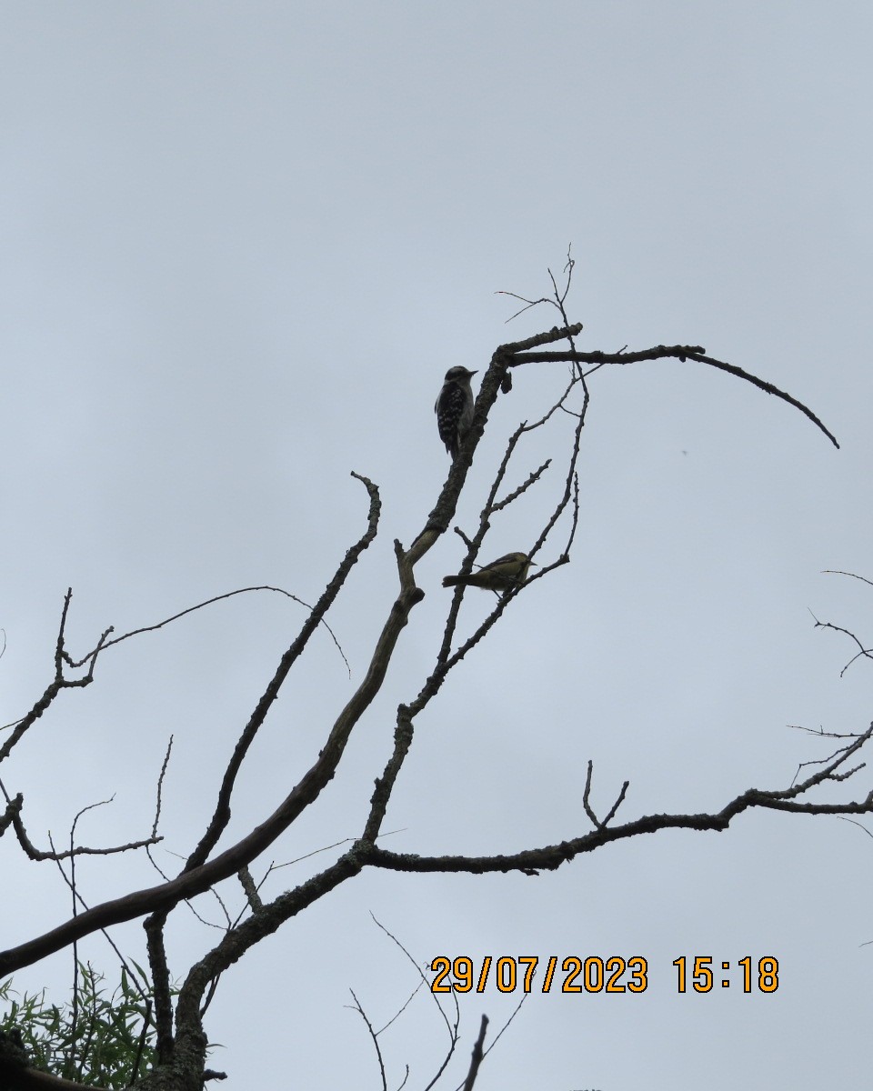 Downy Woodpecker - ML601040291