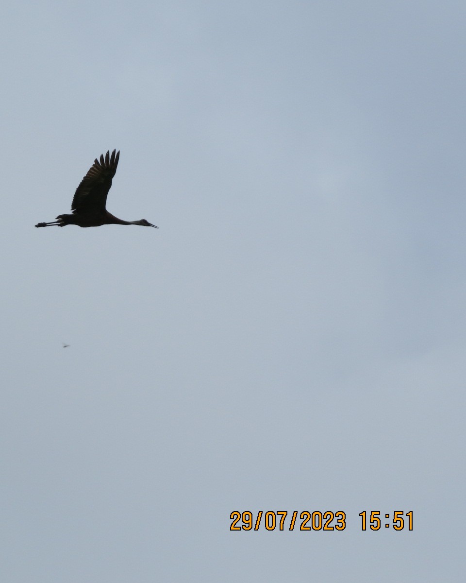 Sandhill Crane - ML601040721