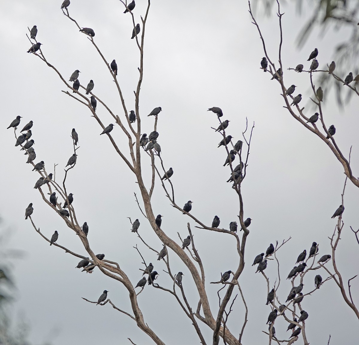 European Starling - Russell Scott