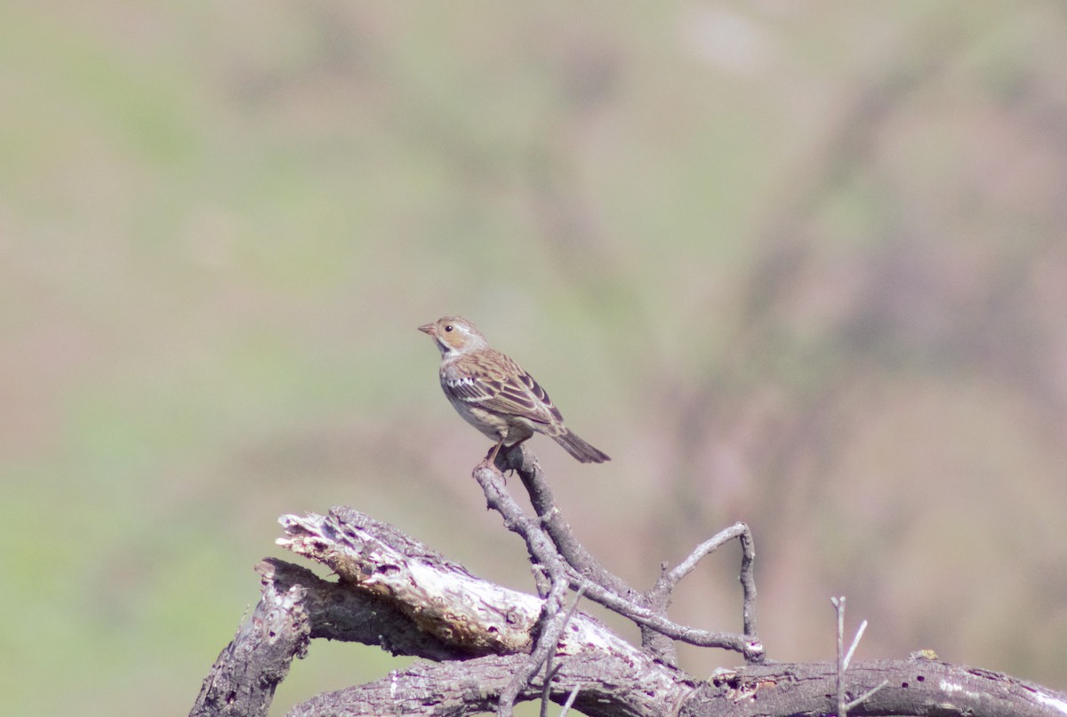 Mourning Sierra Finch - ML601041721