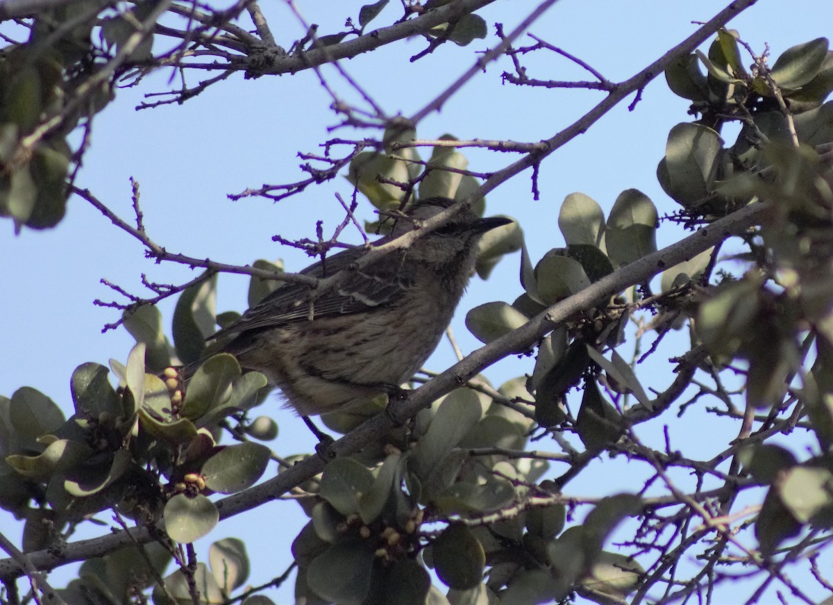 Chilean Mockingbird - ML601042841