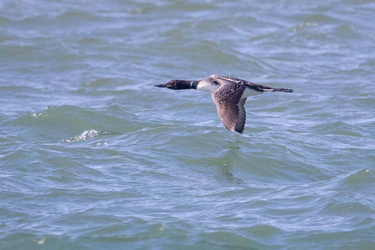 Common Loon - ML601043351