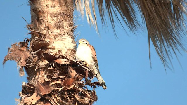 Nankeen Kestrel - ML601043571