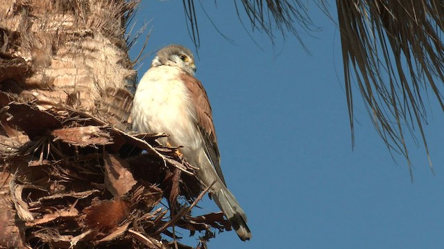 Crécerelle d'Australie - ML601043661