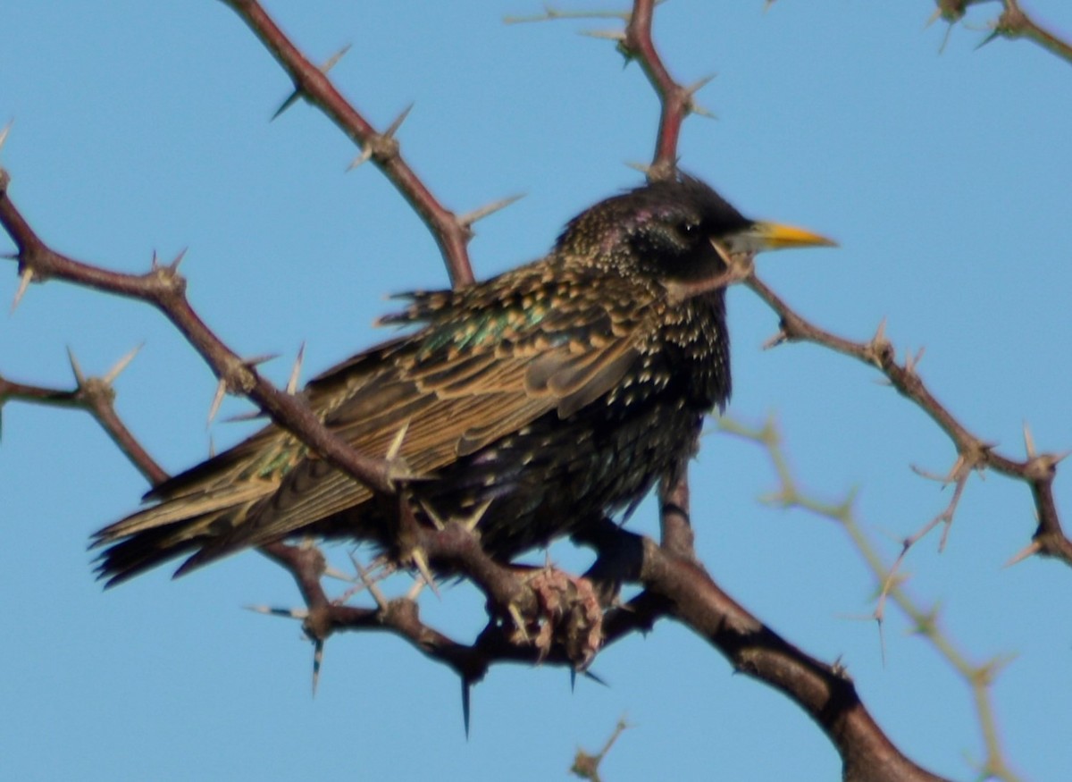 European Starling - ML601044671