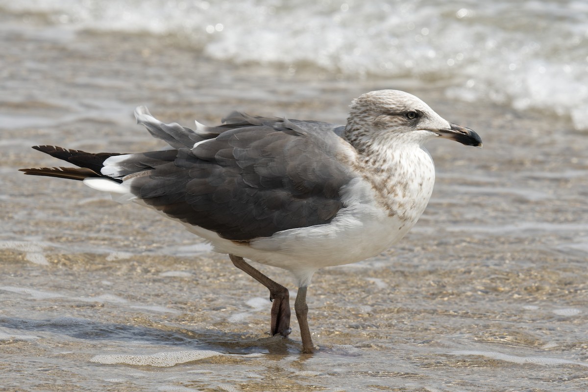 Lesser Black-backed Gull - ML601045531