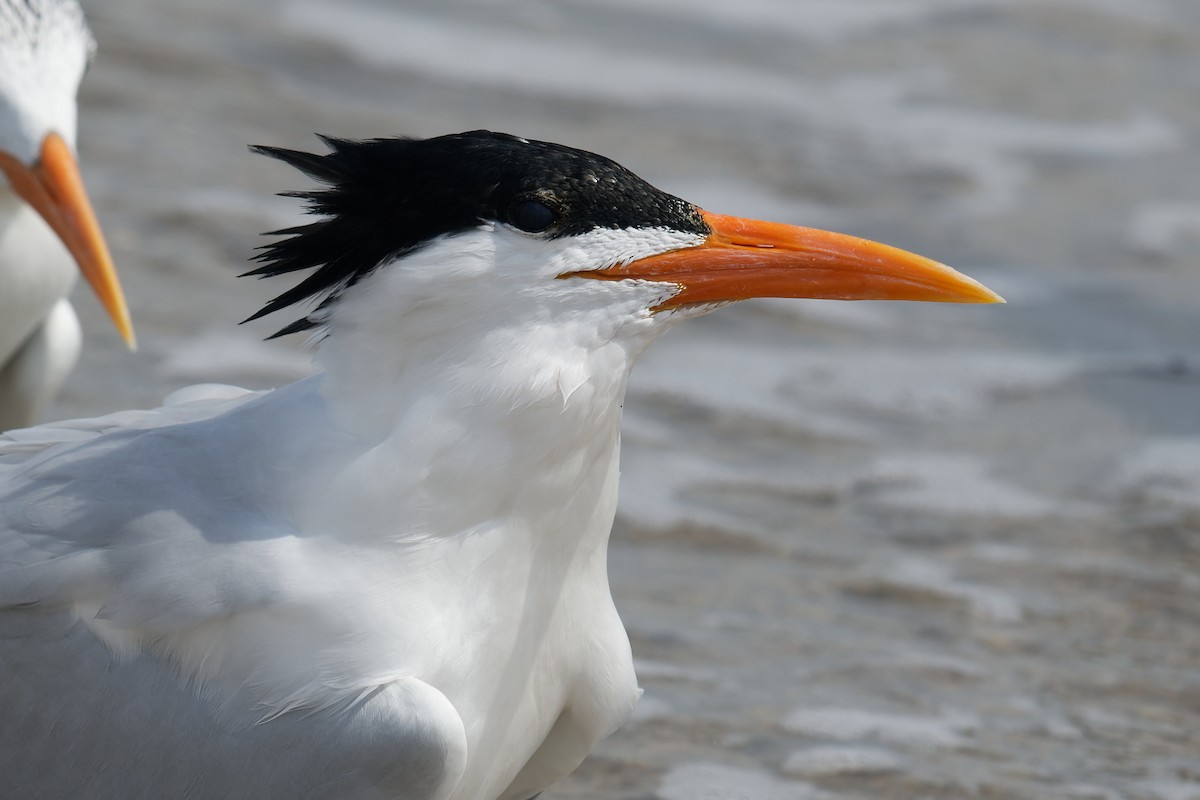 Royal Tern - ML601045671