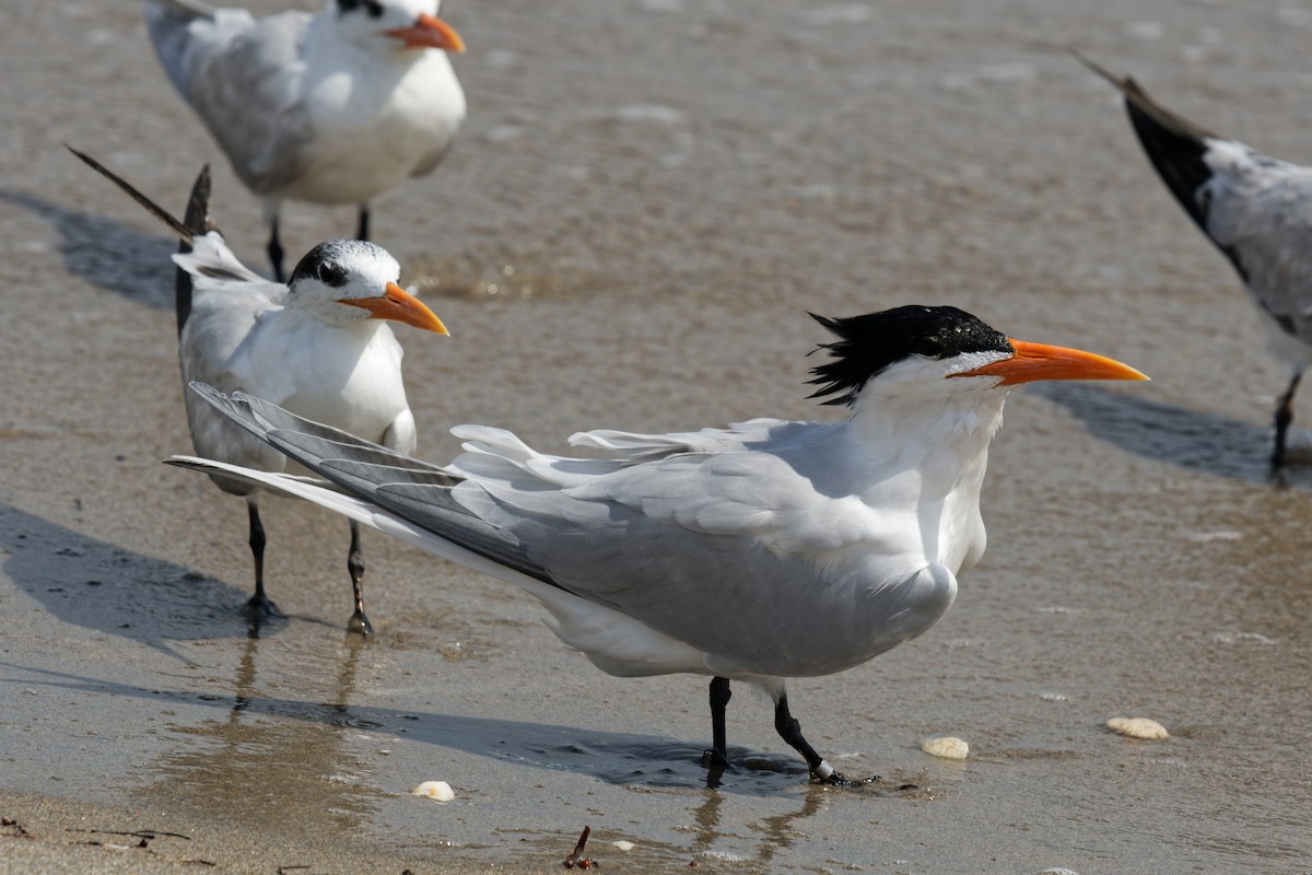 Royal Tern - ML601045681