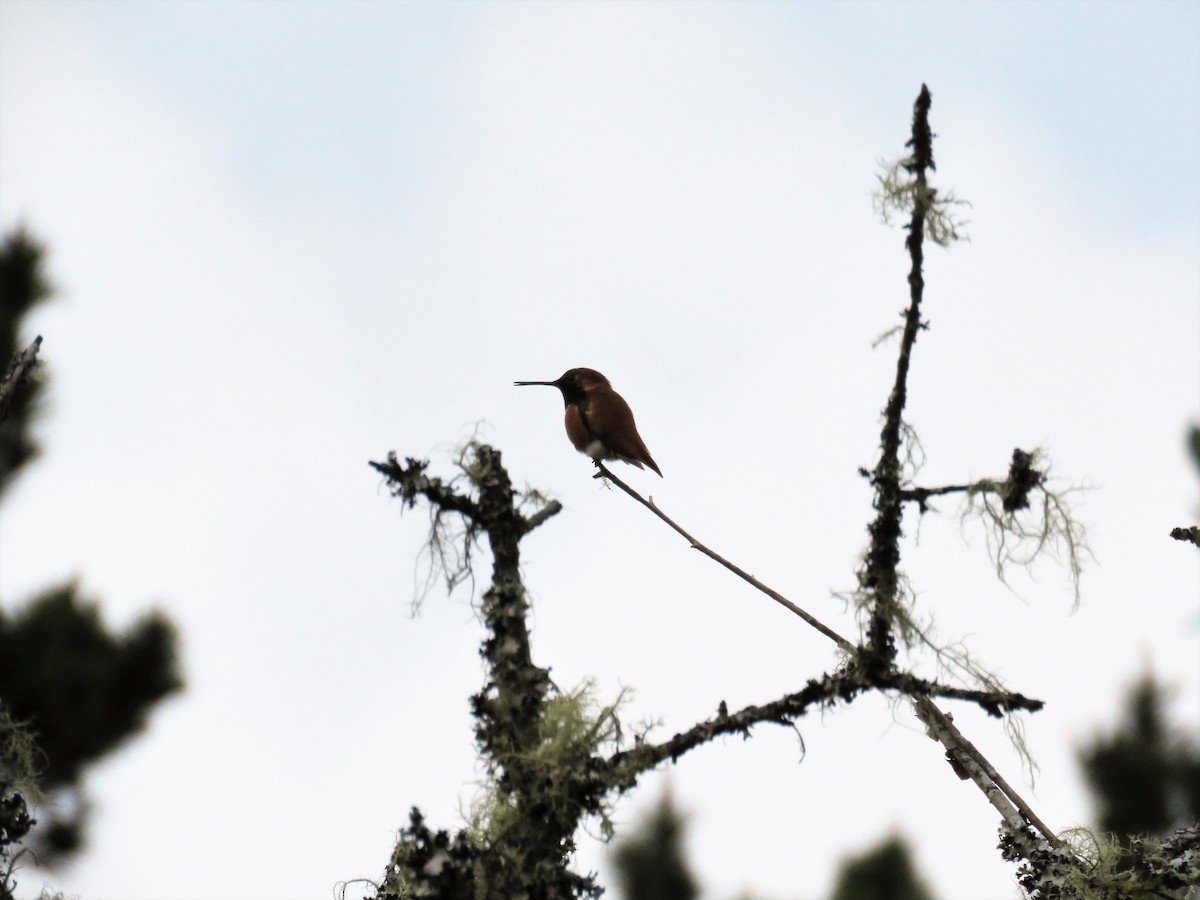 Rufous Hummingbird - ML601048581