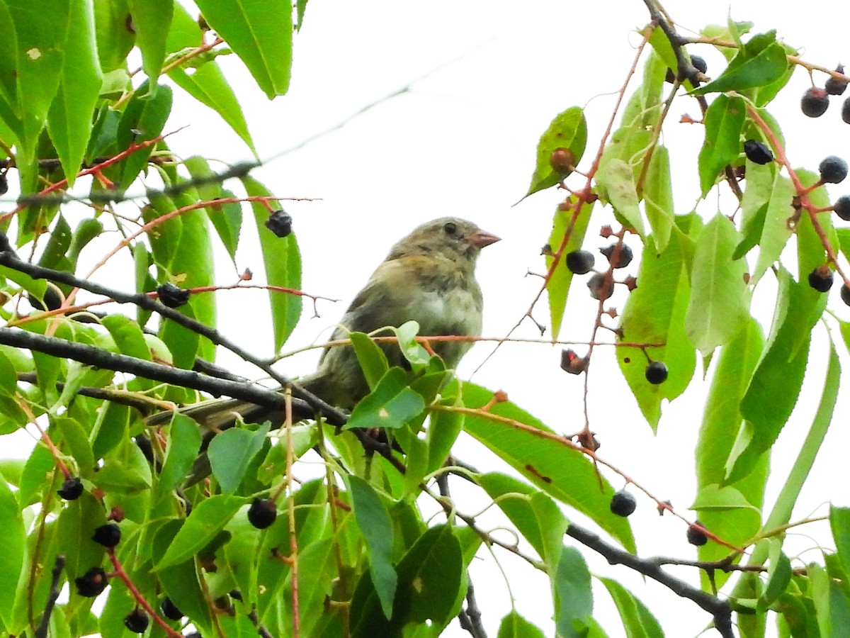 new world sparrow sp. - ML601049501
