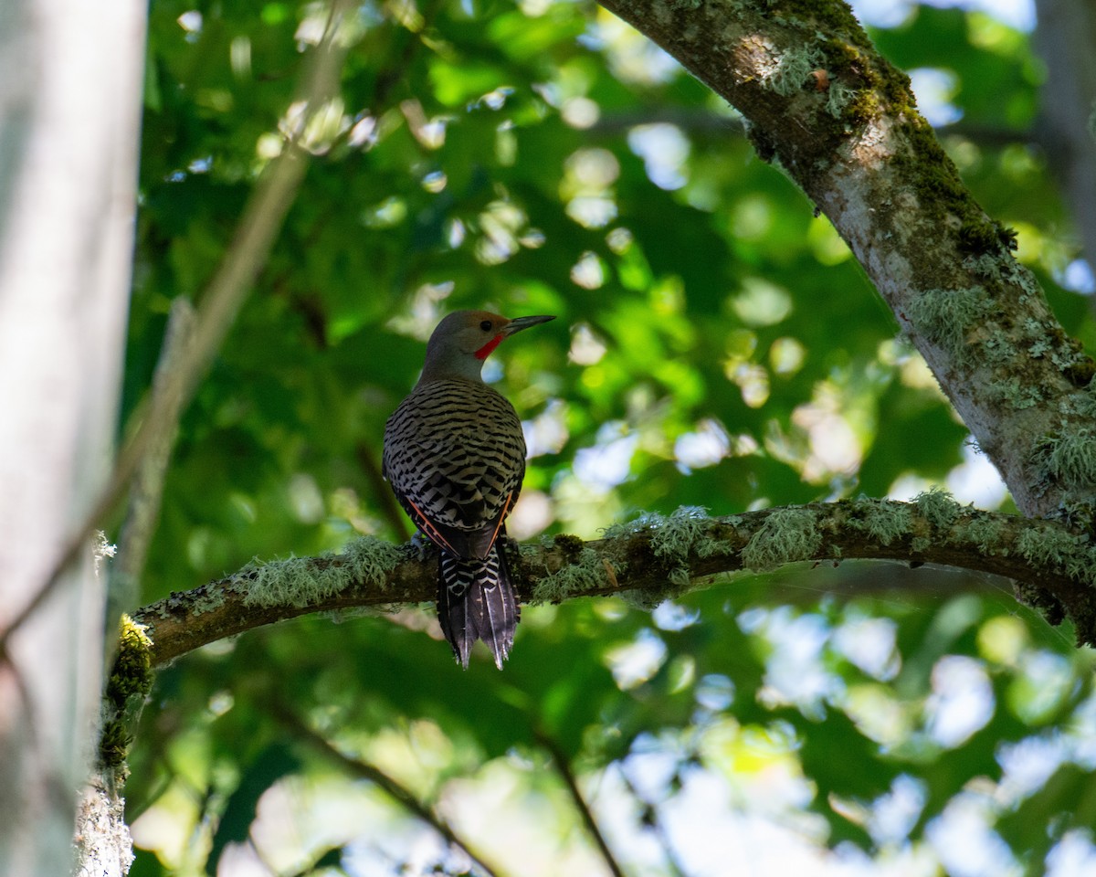 Northern Flicker - ML601049721