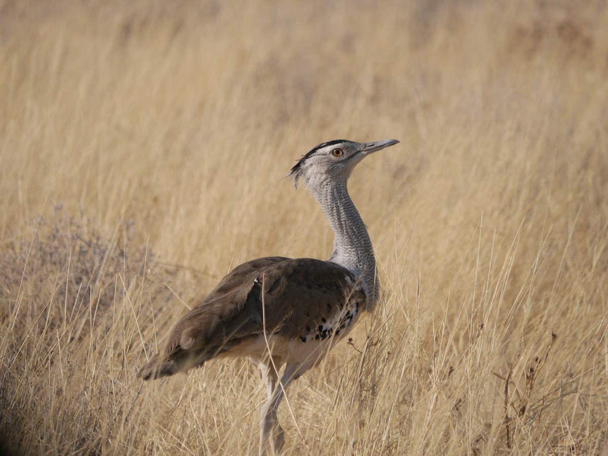 Kori Bustard - ML60105031