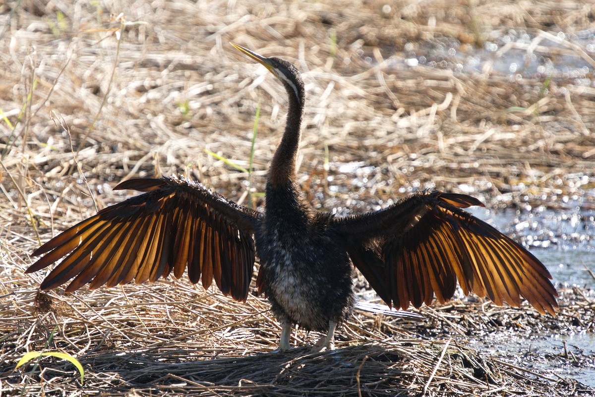 Austral-Schlangenhalsvogel - ML601051141