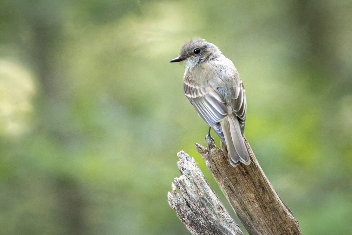 Eastern Phoebe - Joe Schuller