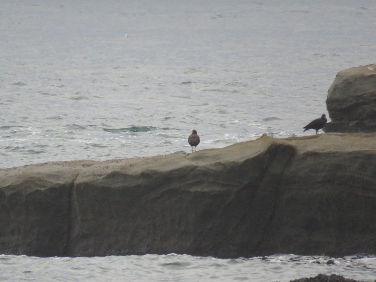 Black Oystercatcher - Mary Ritter