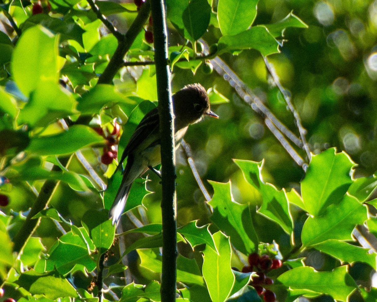 Western Flycatcher (Pacific-slope) - ML601053231