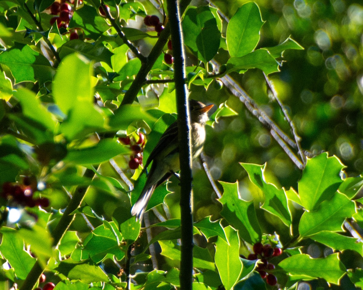 Western Flycatcher (Pacific-slope) - ML601053241