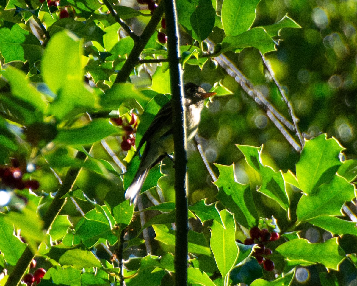 Western Flycatcher (Pacific-slope) - Maureen  Ellis