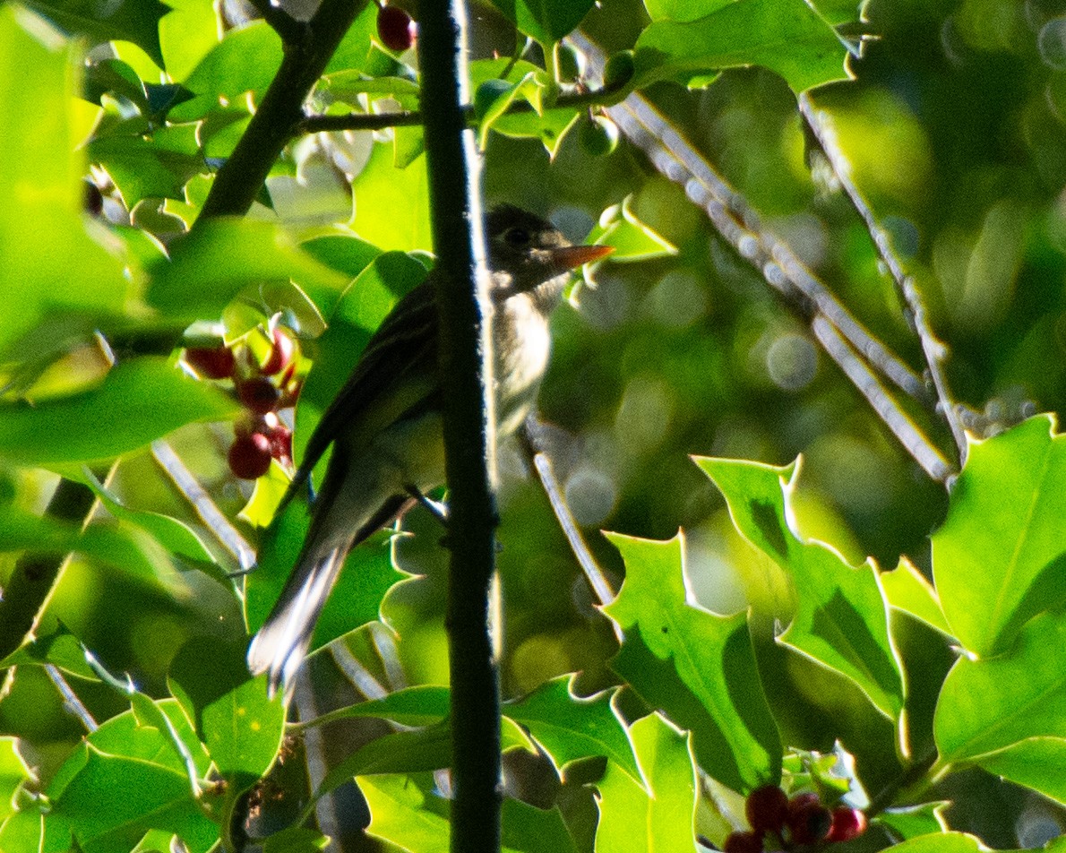 Western Flycatcher (Pacific-slope) - ML601053261