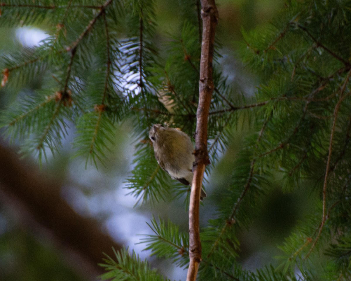 Hutton's Vireo - ML601053441