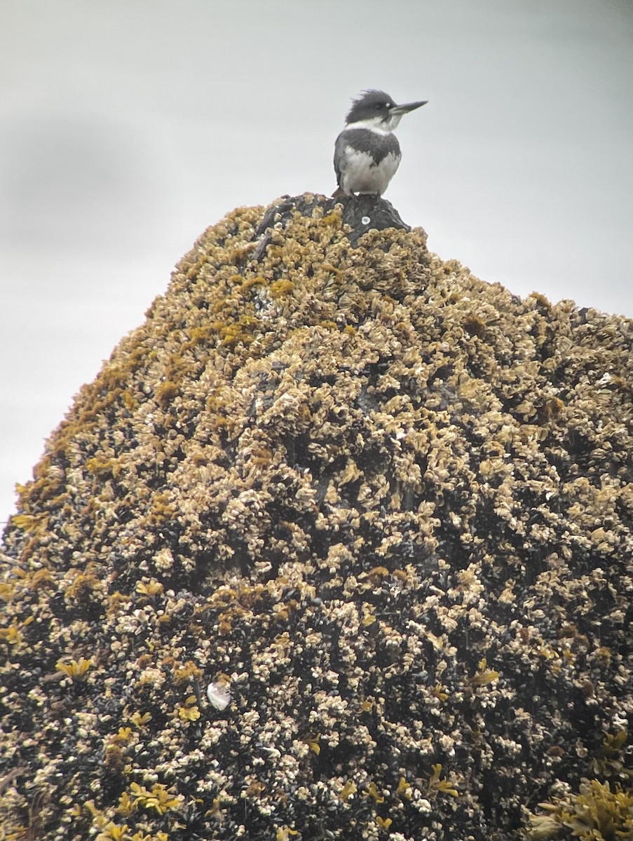 Belted Kingfisher - ML601053621