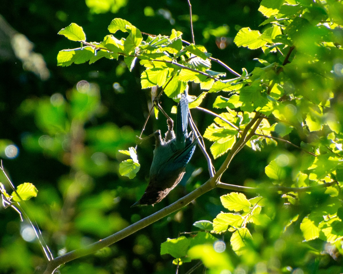 Steller's Jay - ML601053981