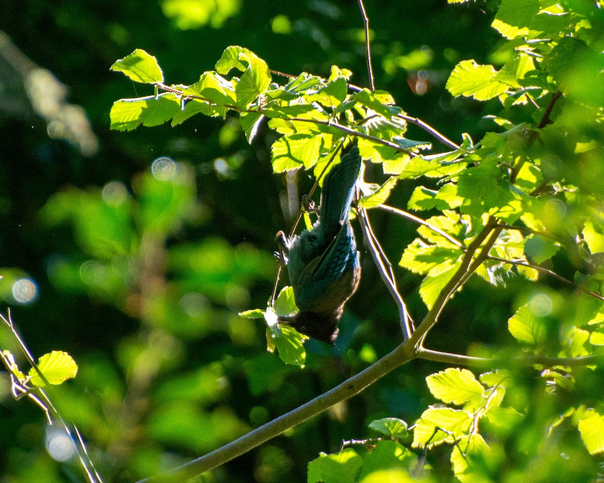 Steller's Jay - ML601053991