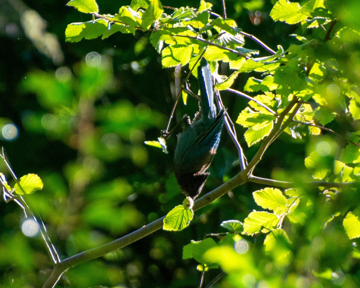 Steller's Jay - ML601054001