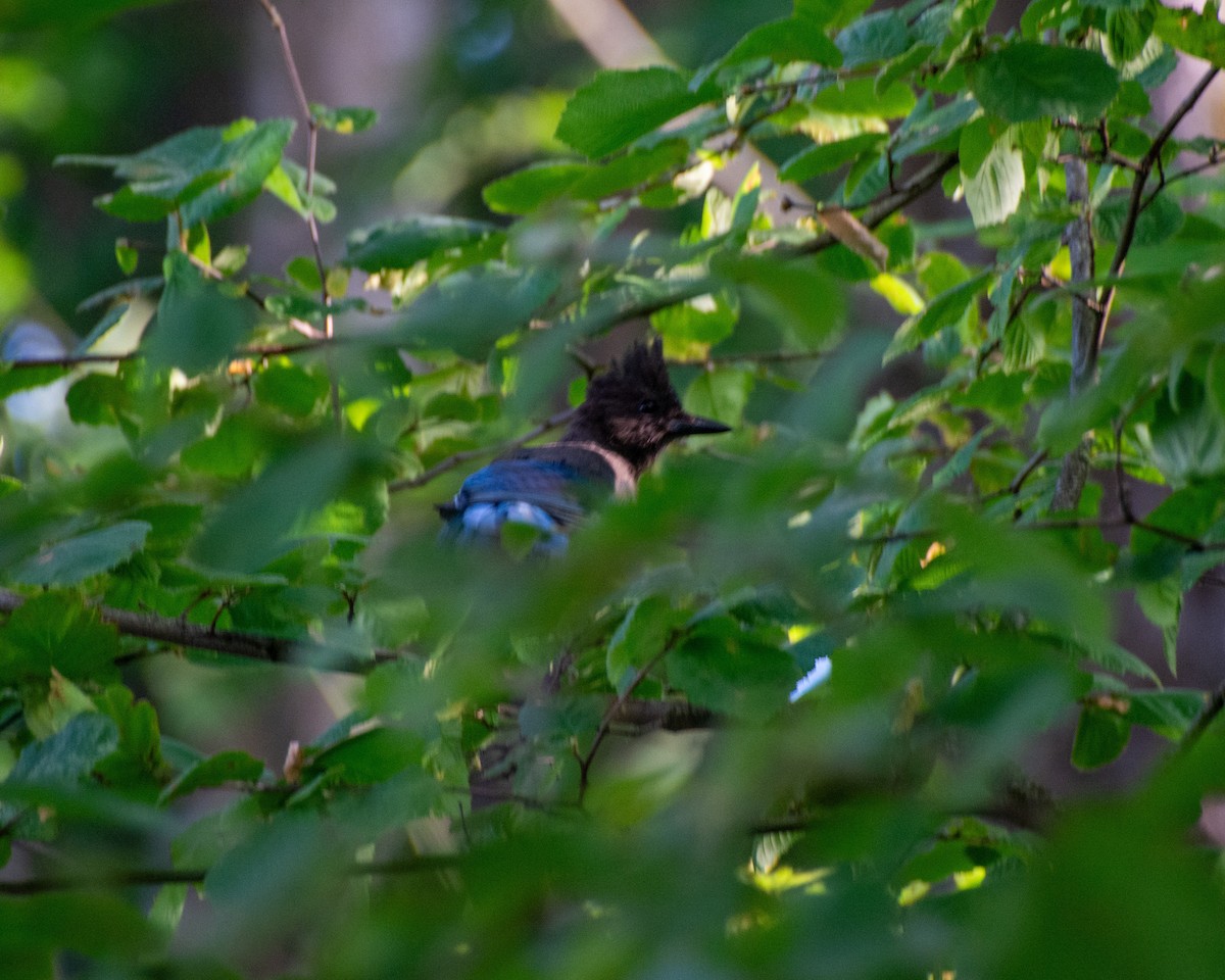 Steller's Jay - ML601054021