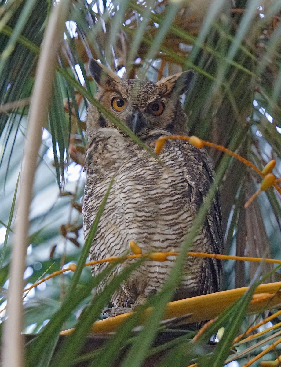 Great Horned Owl - ML601054461